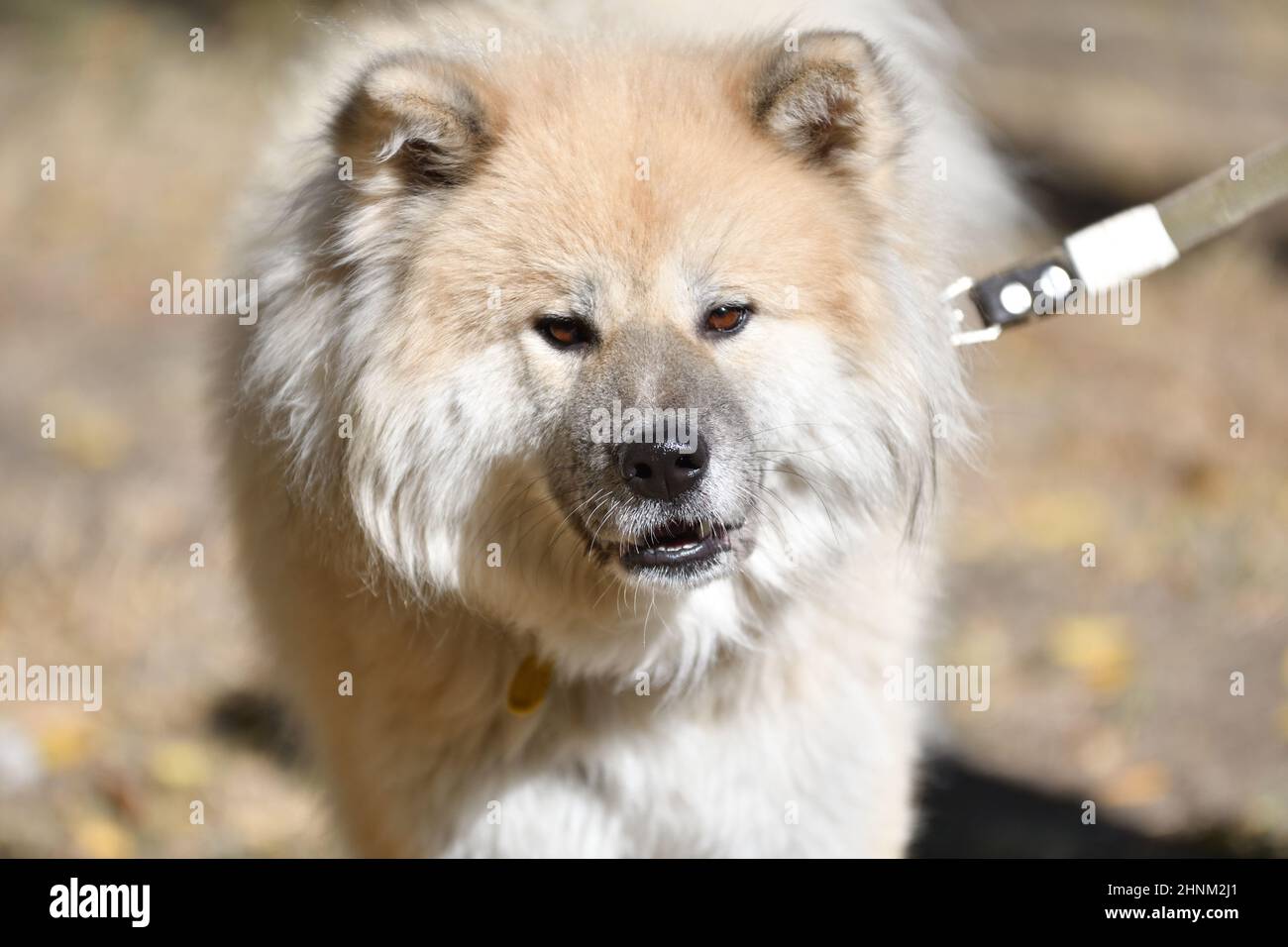 Cane Akita Inu dai capelli lunghi Foto Stock