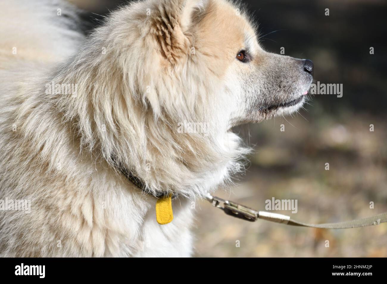 Cane Akita Inu dai capelli lunghi Foto Stock