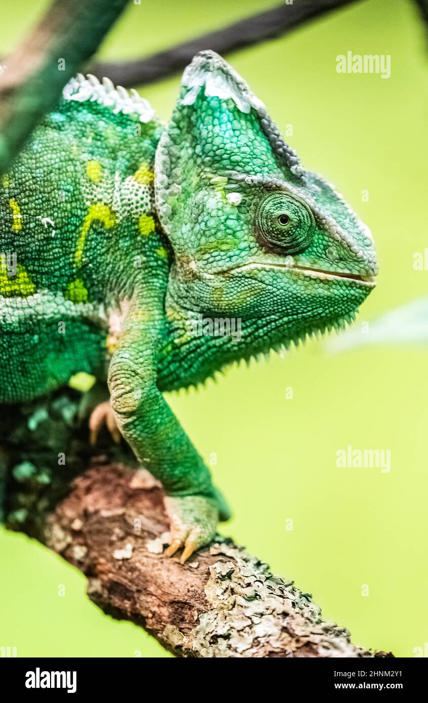 Camaleonte velato anche chiamato cono-testa Chameleon o Yemen Chameleon perché lascia nella penisola arabica Foto Stock