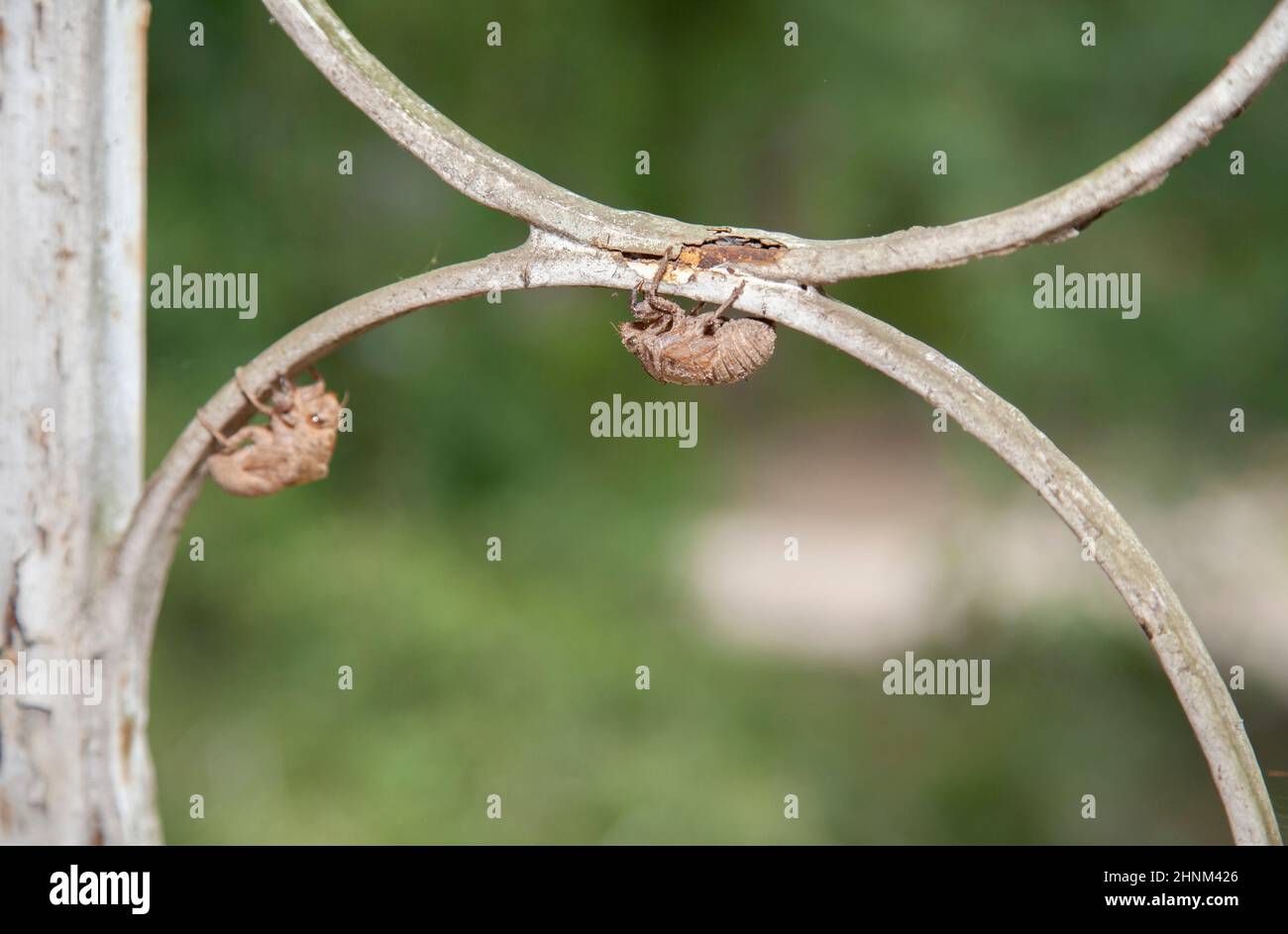 Gusci vuoti di cicada (Cicadoidea) appesi su un portico Foto Stock