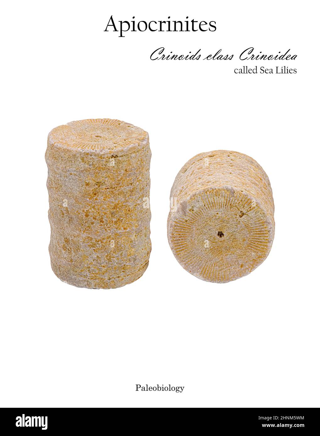 Pezzo fossile di giglio di mare ramo isolato su bianco Foto Stock