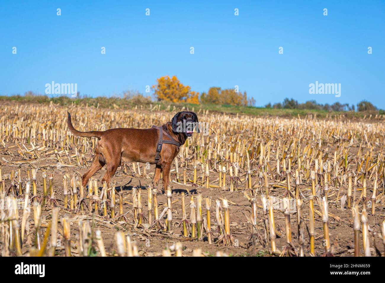 cane che traina in piedi su un campo Foto Stock