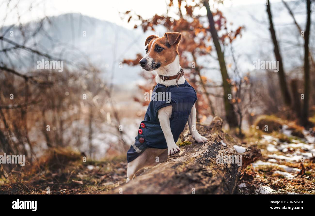 Piccolo Jack Russell terrier in giacca invernale blu scuro appoggiata su un albero caduto con erba e macchie di neve, alberi sfocati o cespugli sfondo. Foto Stock