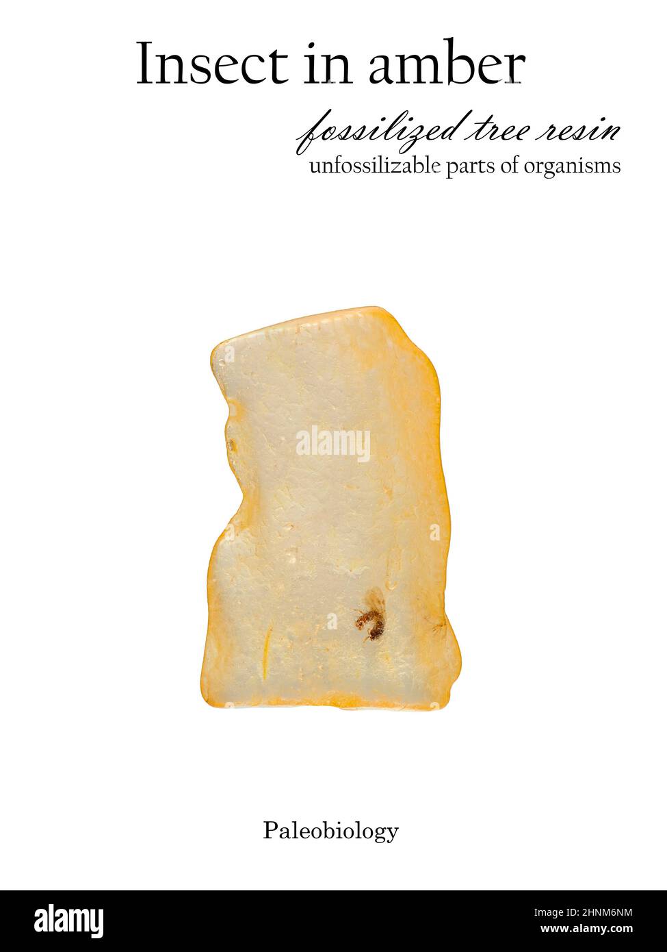 Insetto pietrificato in ambra isolato su bianco Foto Stock