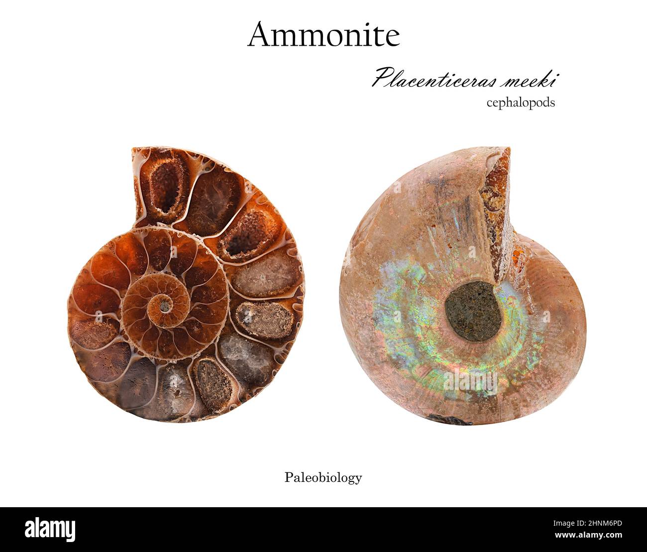 Conchiglia di molluschi ammoniti in sezione da due lati isolati su bianco Foto Stock