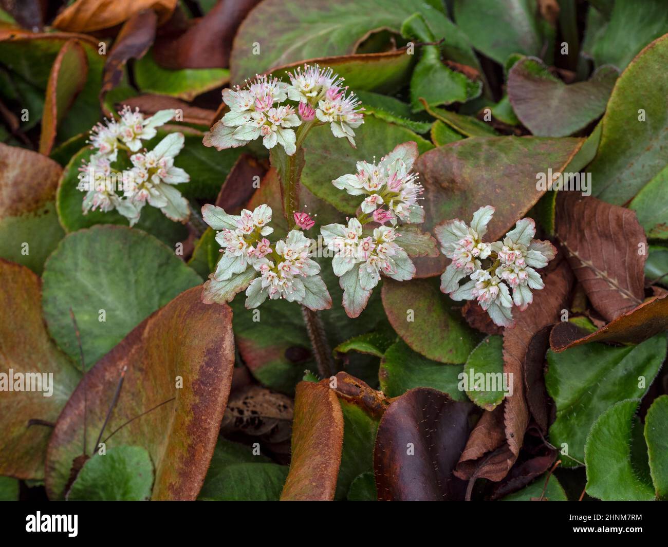 Chrysosplenium macrophyllum in fiore a metà febbraio Norfolk Foto Stock