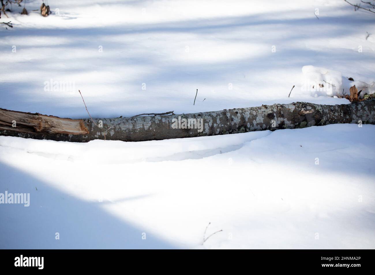 Ramo di albero caduto parzialmente sepolto nella neve e nella slitta Foto Stock