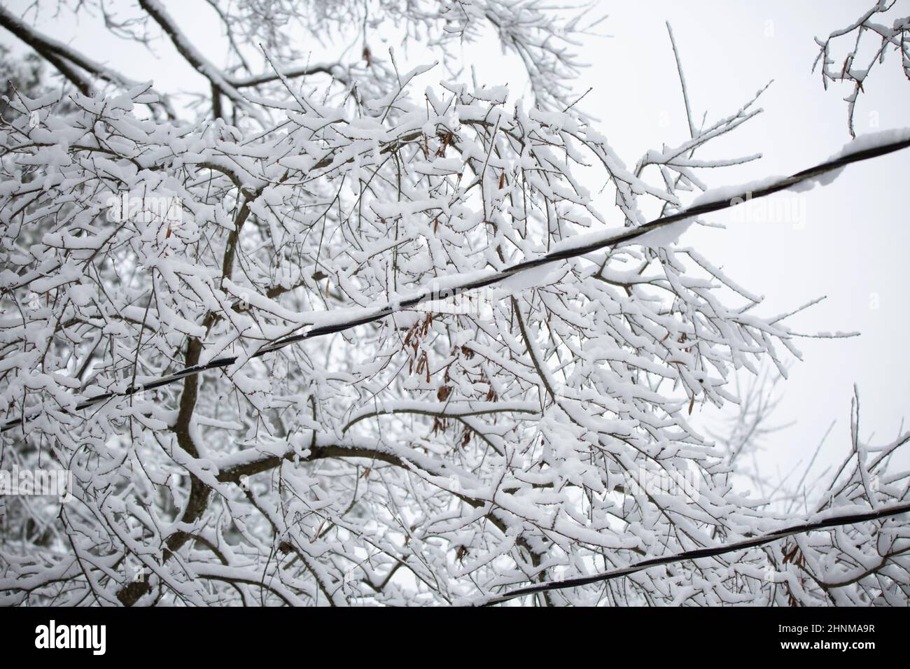 Linee elettriche coperte di neve, che attraversano gli arti degli alberi, anche coperte di neve in una giornata nuvolosa e grigia Foto Stock