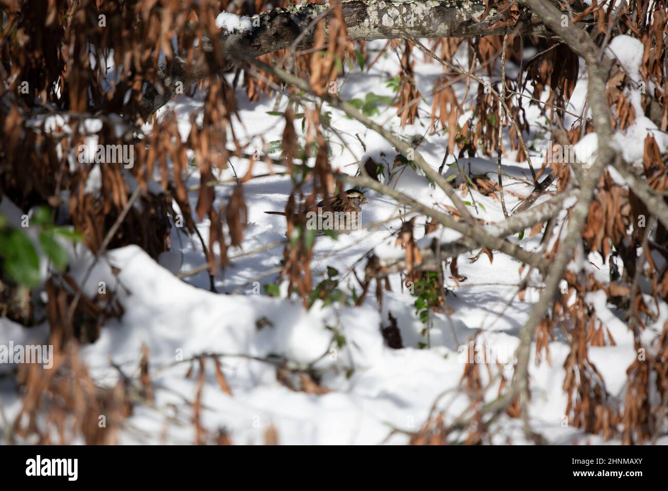 Passero a gola bianca (Zonotrichia albicollis) che mangia la neve sotto un cespuglio Foto Stock