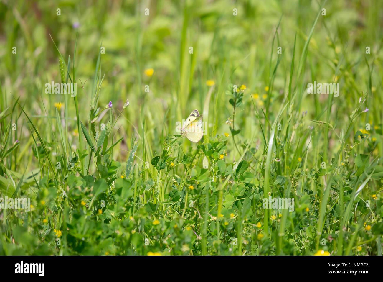 Farfalla di zolfo torbida (Phoebis sennae) che si alimenta su una foglia verde che cresce dal suolo Foto Stock