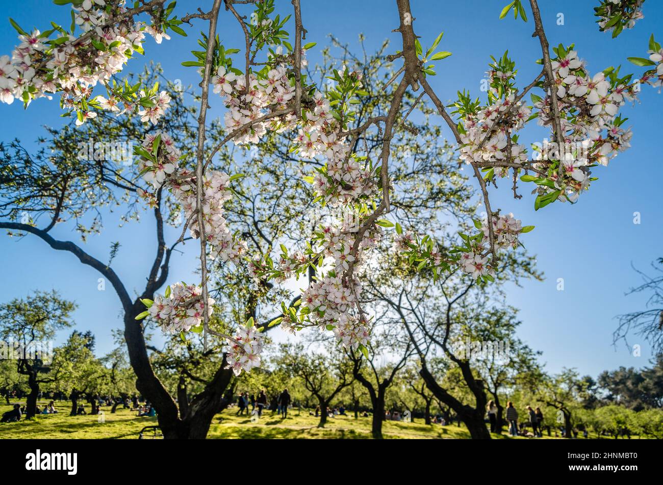 MADRID, SPAGNA - 13 MARZO 2021: La gente gode di una giornata di primavera soleggiata e visita la fioritura degli alberi di mandorle nel Parco Quinta de los Molinos a Madrid, Spagna Foto Stock