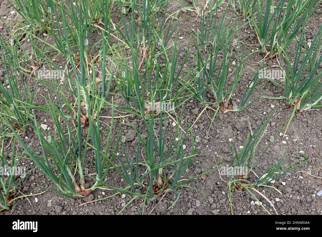 File di scalogni, Allium cepa di varietà sconosciuta, coltivando in un orto con terreno libero erboso ben coltivato come sfondo. Foto Stock