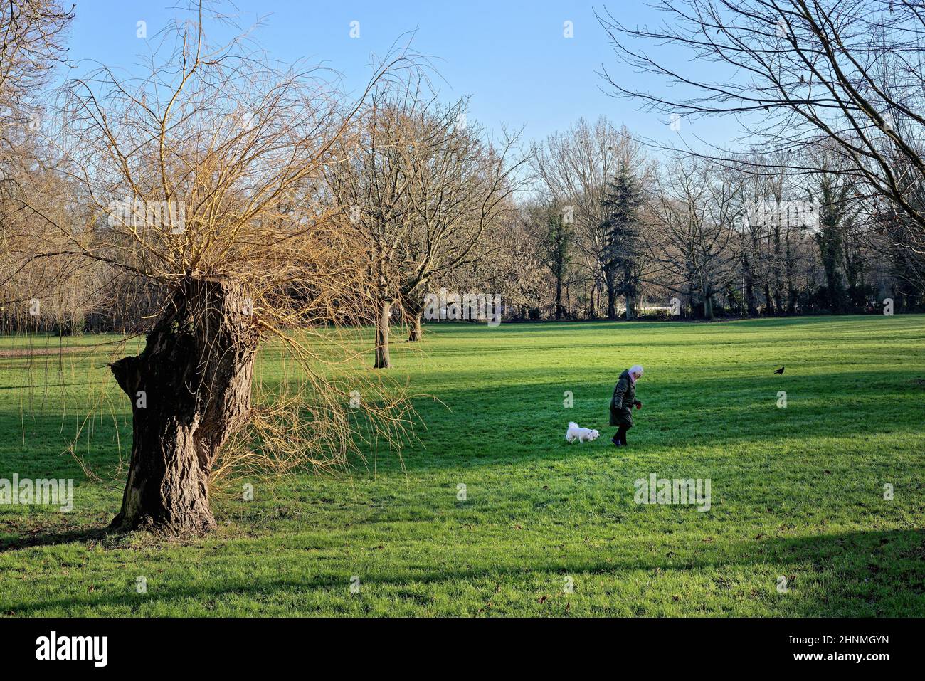 Una signora anziana con capelli bianchi che esercita il suo piccolo cane bianco con capelli su uno spazio aperto pubblico verde a Shepperton in un giorno di inverni soleggiato, Surrey Inghilterra Foto Stock