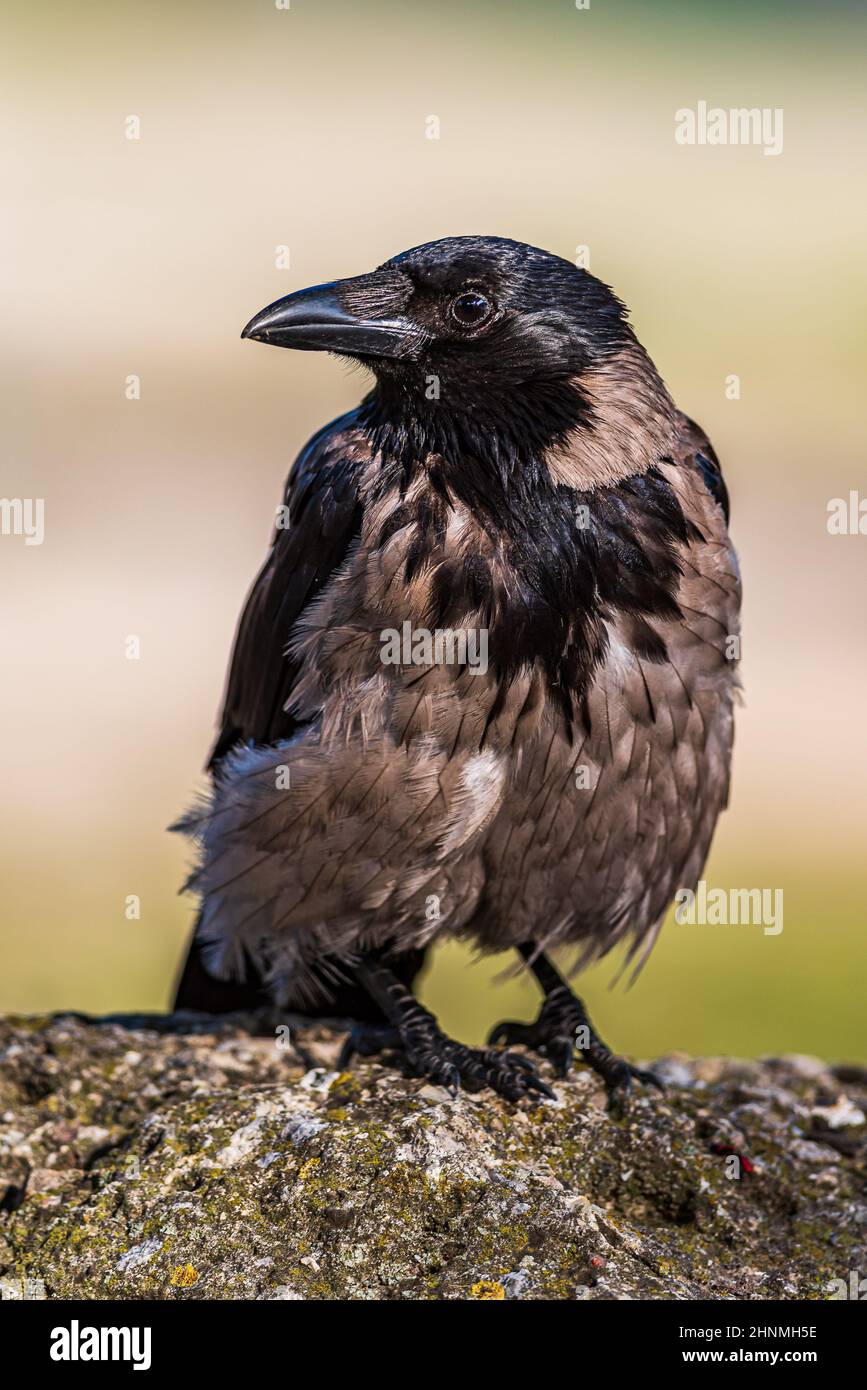 Un corvo è una delle diverse specie più corposi del genere Corvus Foto Stock