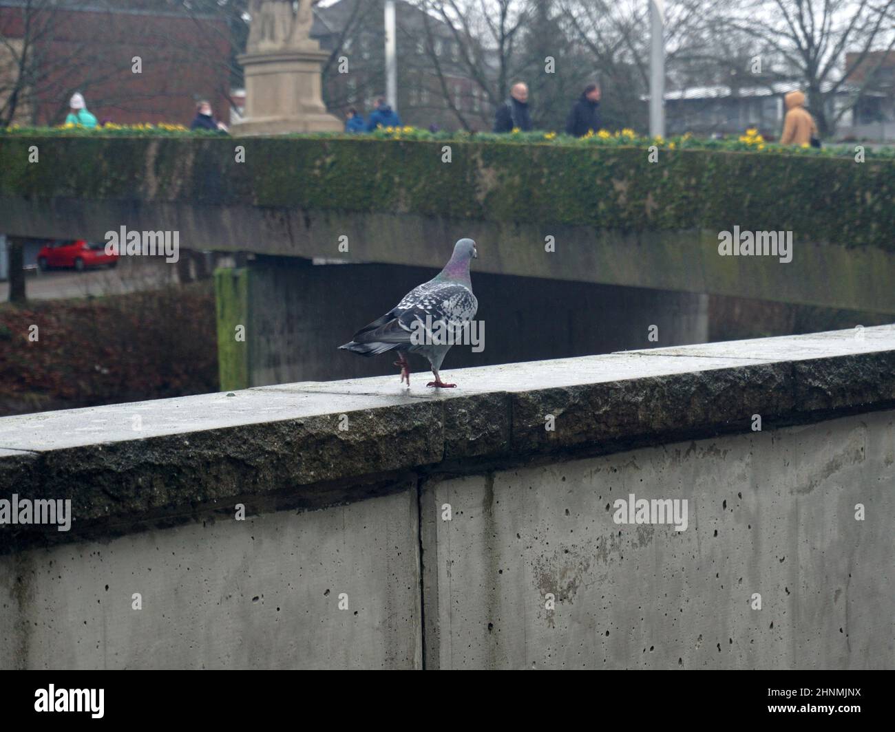 Un piccione che cammina su una balaustra verso la gente. La gente si trova su un ponte che attraversa il fiume EMS. Foto Stock