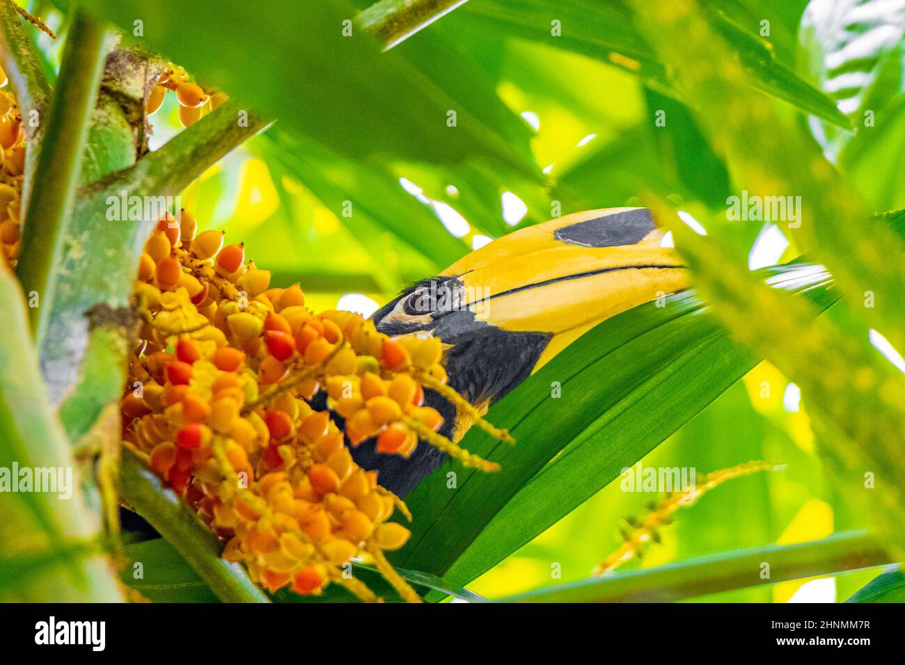 Grande uccello indiano Hornbill con grande becco giallo becco becco becco nella giungla tropicale a Koh Phayam Ranong Thailandia. Foto Stock