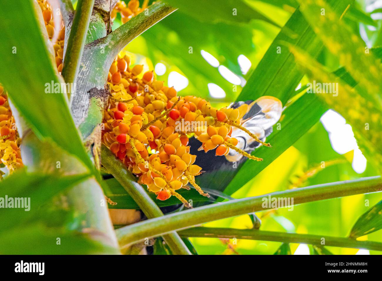 Grande uccello indiano Hornbill con grande becco giallo becco becco becco nella giungla tropicale a Koh Phayam Ranong Thailandia. Foto Stock