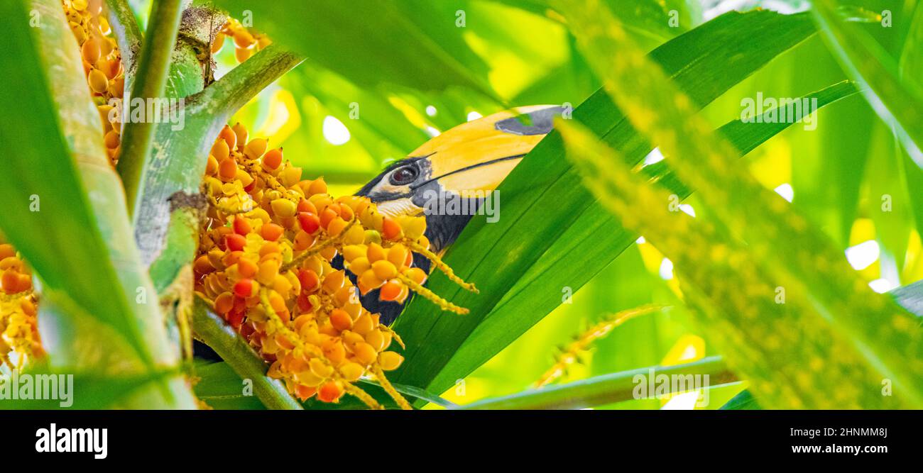 Grande uccello indiano Hornbill con grande becco giallo becco becco becco nella giungla tropicale a Koh Phayam Ranong Thailandia. Foto Stock
