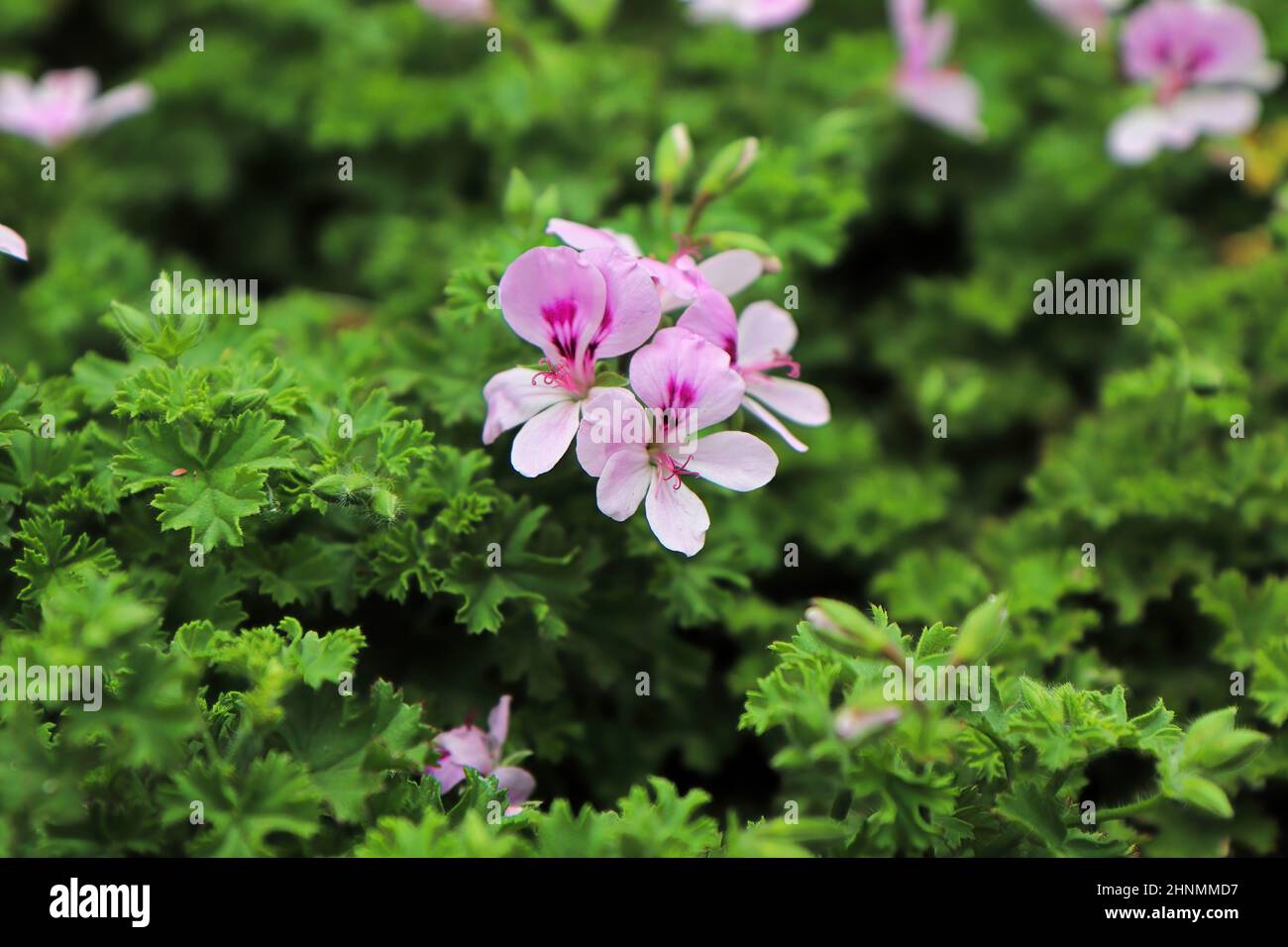 Una pianta di citronella in piena fioritura con fiori rosa. Foto Stock