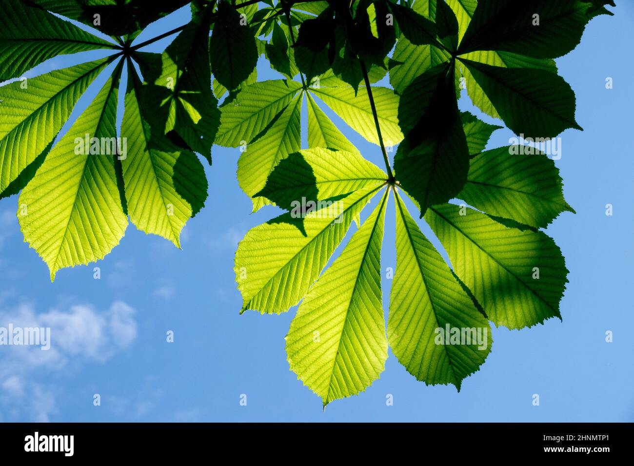 Le foglie comuni di castagno sono retroilluminate, le foglie di Aesculus hippocastanum contro il cielo blu che guarda verso le piante del cielo Foto Stock