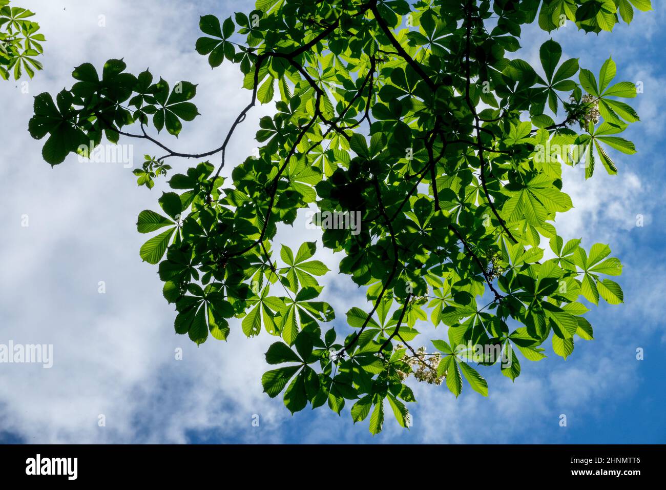 Aesculus hippocastanum Tree Cavallo castagno vista dal basso rami del cielo che guardano verso le piante del cielo Foto Stock