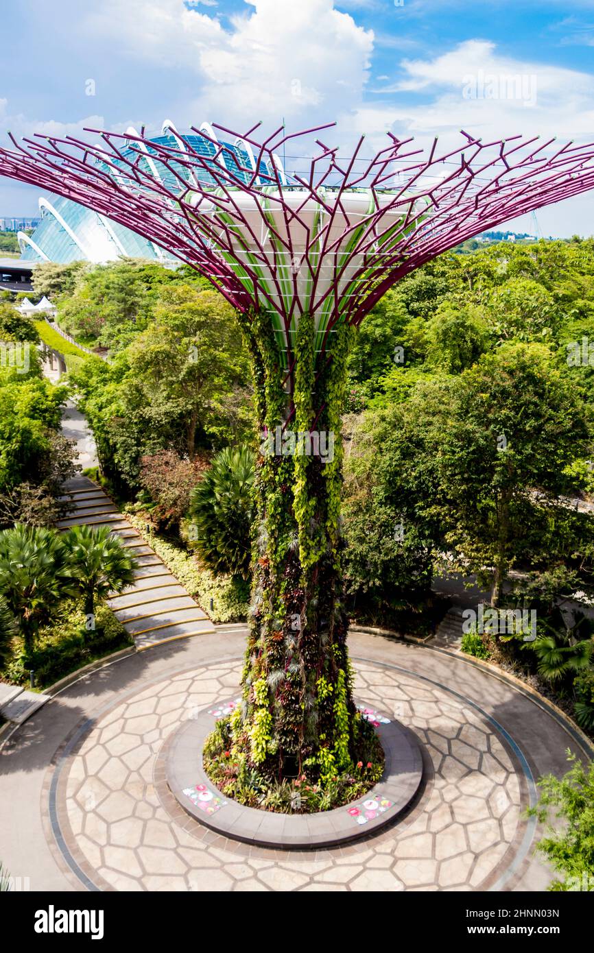 Futuristici Giardini presso la Baia e Supertree Grove a Singapore. Foto Stock