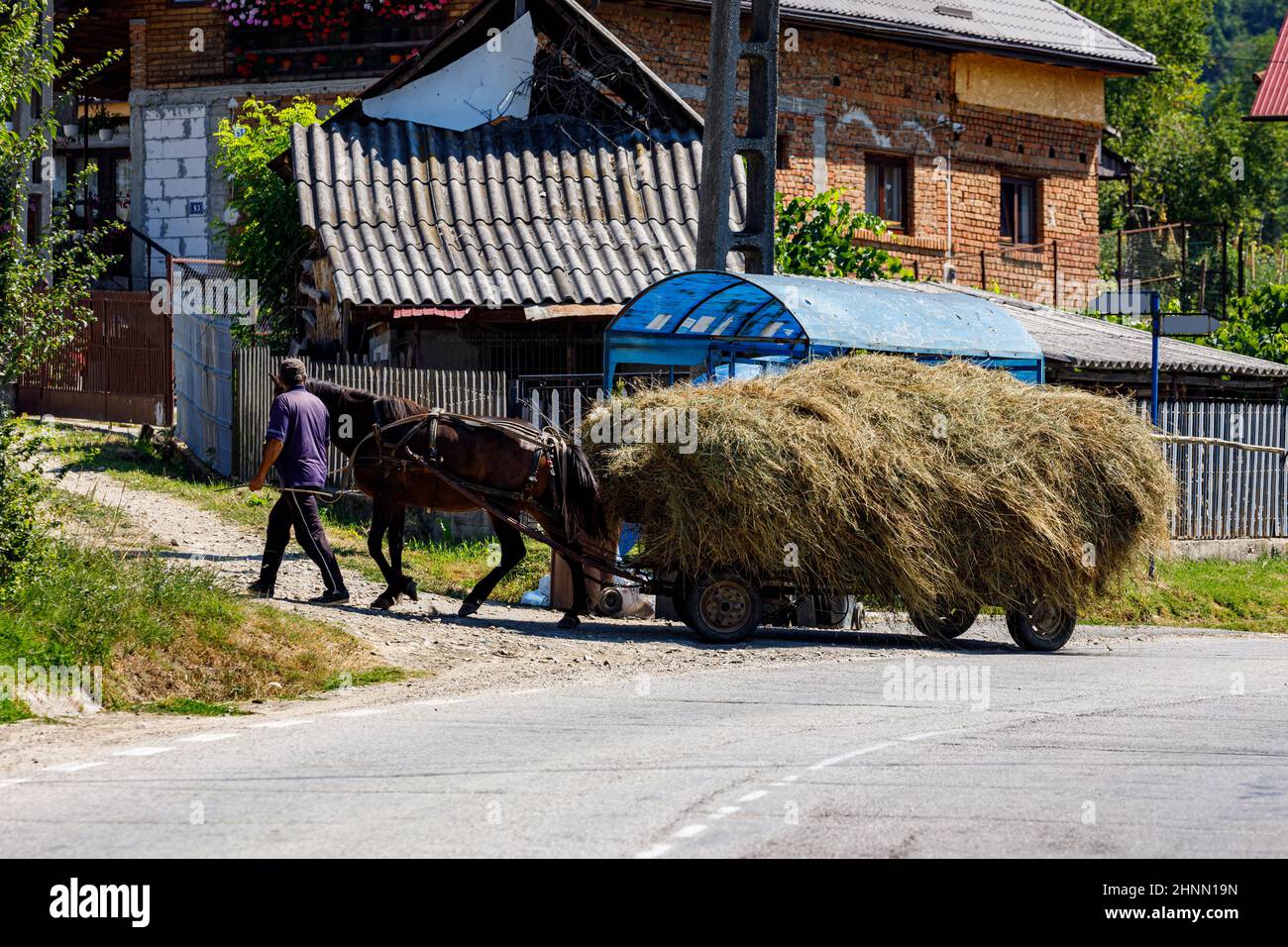 Agricoltore alla raccolta del fieno con trasporto di cavalli a Oberkerz in Romania, 11 agosto 2021 Foto Stock