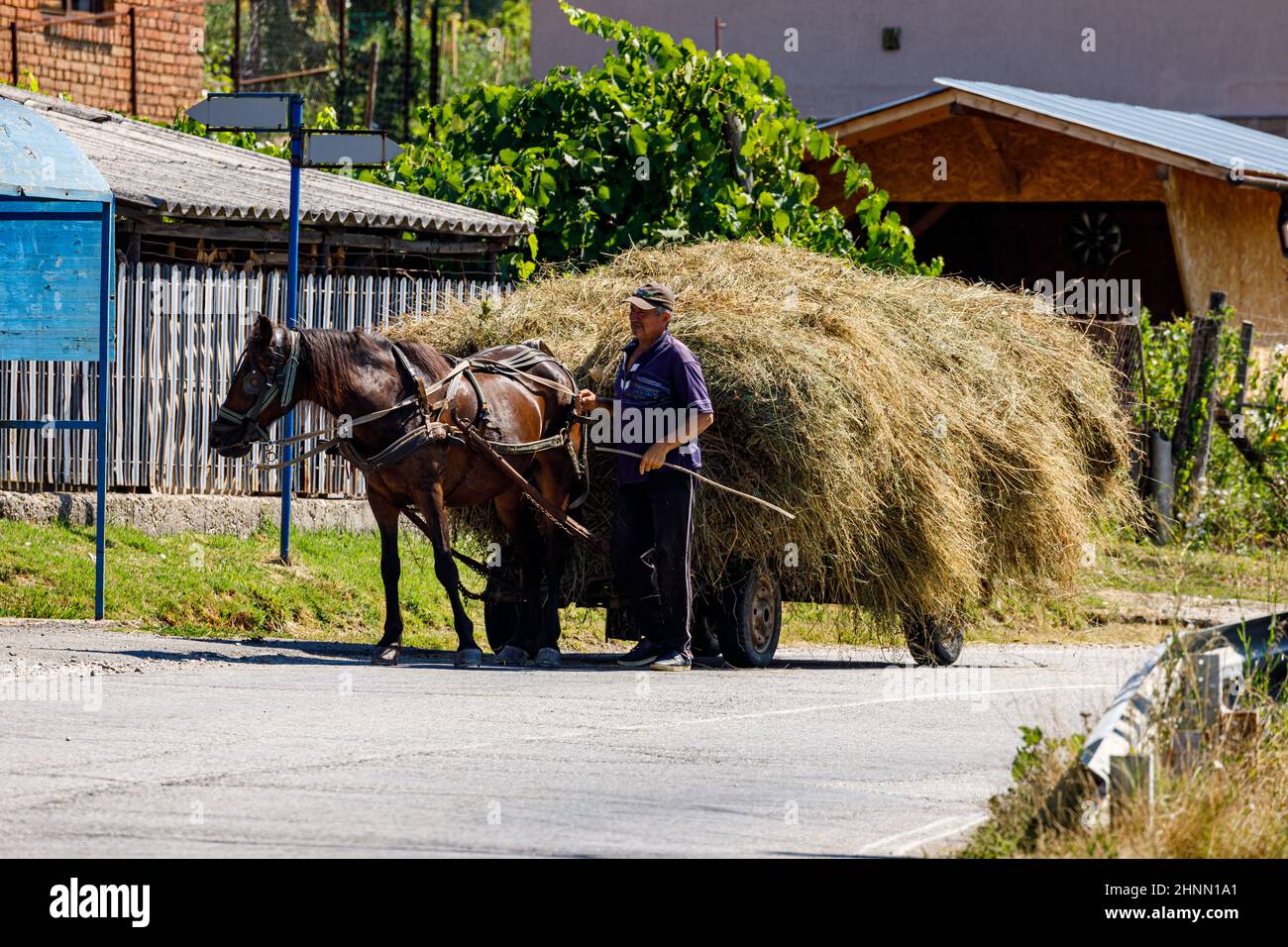 Agricoltore alla raccolta del fieno con trasporto di cavalli a Oberkerz in Romania, 11 agosto 2021 Foto Stock