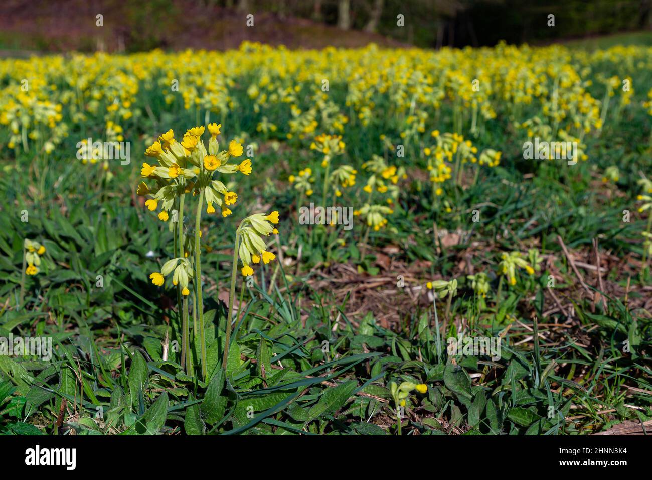 Primula veris in un campo aperto al Sankey Valley Park, Warrington, Cheshire, Inghilterra a Springtime Foto Stock