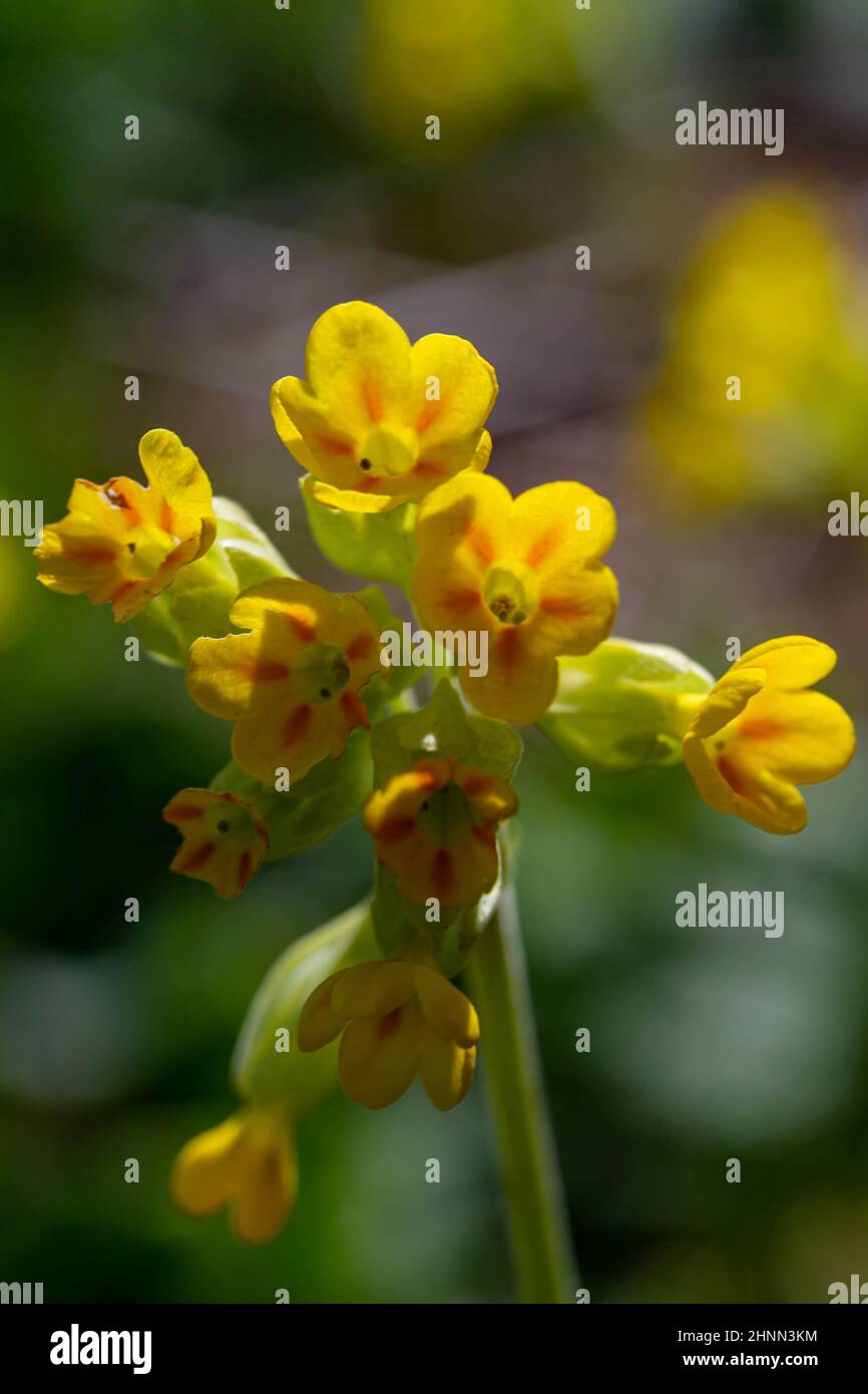 Primula veris in un campo aperto al Sankey Valley Park, Warrington, Cheshire, Inghilterra a Springtime Foto Stock