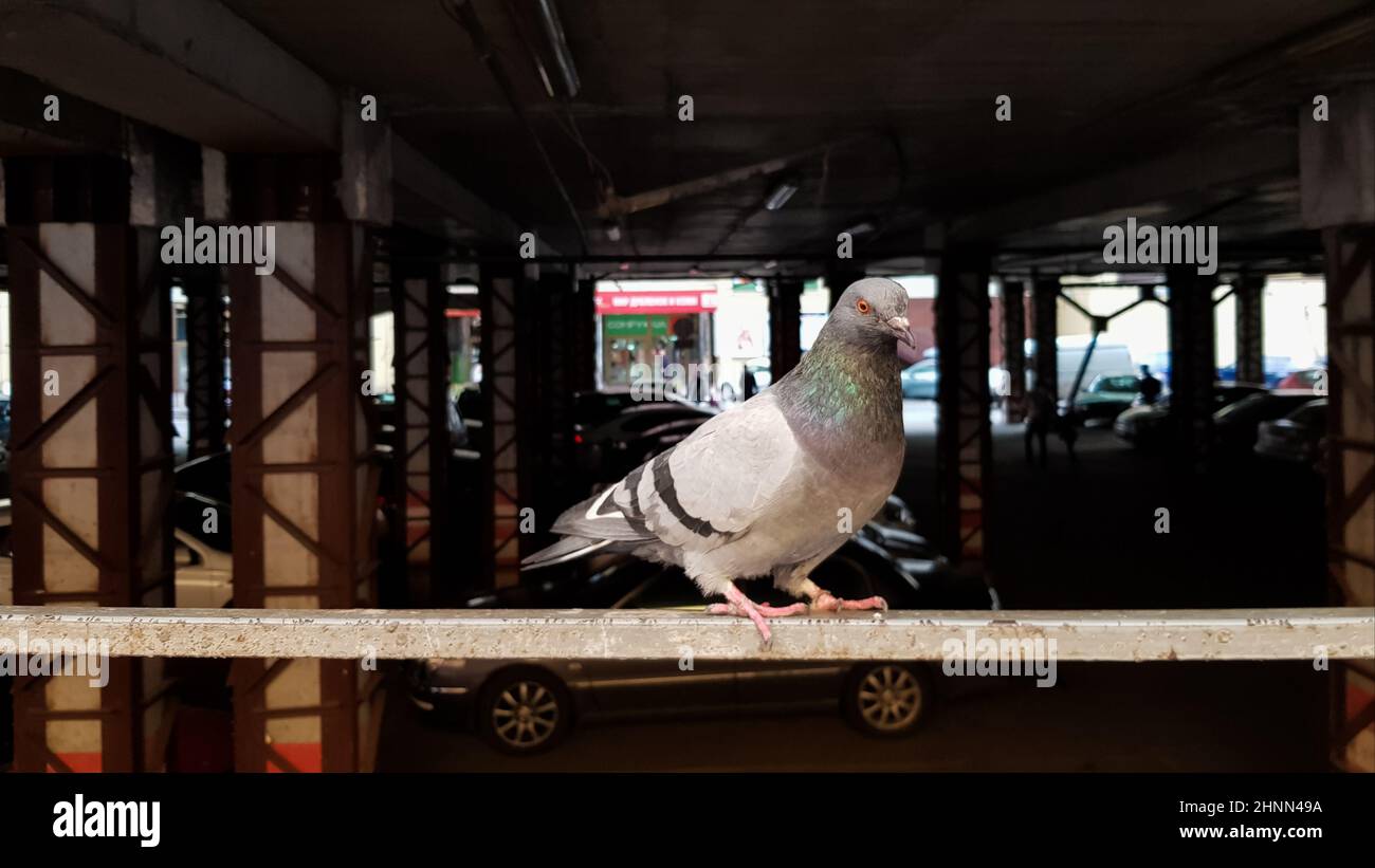 una colomba siede su una recinzione in un parcheggio. Chiamato anche piccioni città, piccioni città o piccioni strada. Uccello selvatico in un parcheggio di sfondo sfocato. Foto Stock