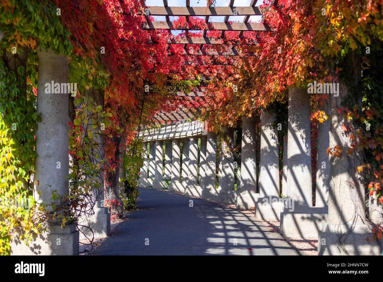 Pergola a Wroclaw in una giornata di sole d'autunno, foglie colorate di virginia superriduttore su uno sfondo di cielo blu, Parco Szczytnicki, Breslavia, Polonia. Là io Foto Stock