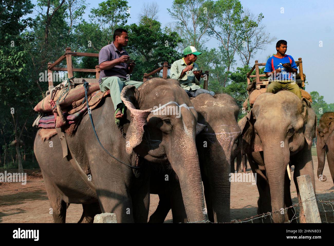 Mahuts in un safari degli elefanti al parco nazionale di Chitwan in Nepal hanno una pausa pranzo Foto Stock