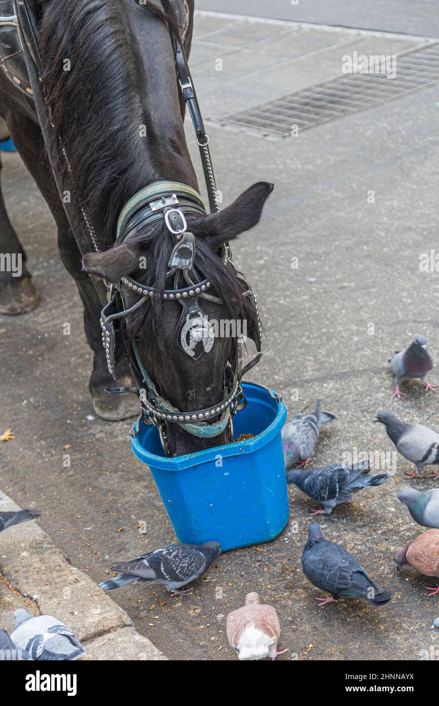 cavallo e colombe bevendo acqua da una pentola di acqua di plastica Foto Stock