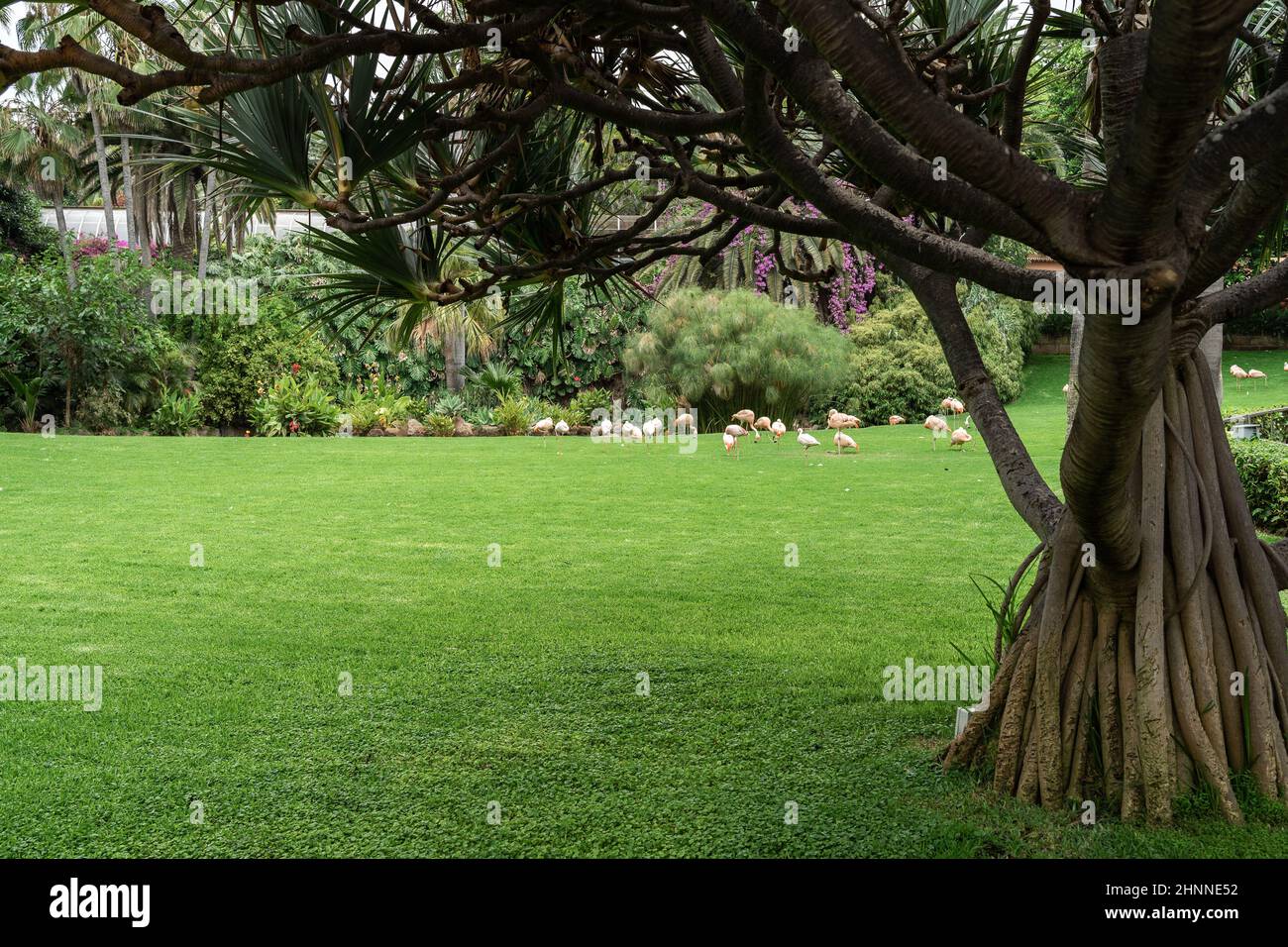 La base del tronco di albero giovane è Dracaena draco (albero di drago delle Isole Canarie). Sullo sfondo, un gregge di fenicotteri. Foto Stock