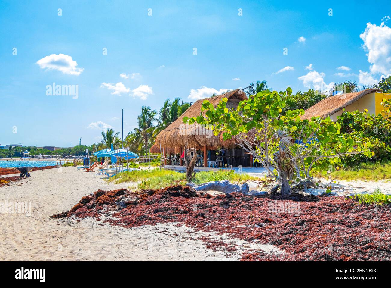 Spiaggia di sargazo con alghe rosse molto disgustose Playa del Carmen Messico. Foto Stock