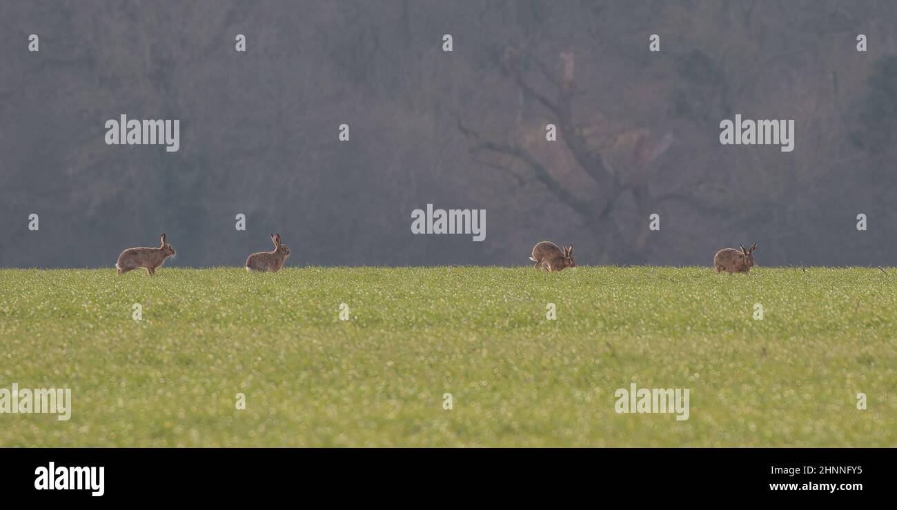 Quattro di seguito .quattro Marroni che interagiscono nella stagione dell'accoppiamento su praterie , su sfondo boschivo. Suffolk Foto Stock