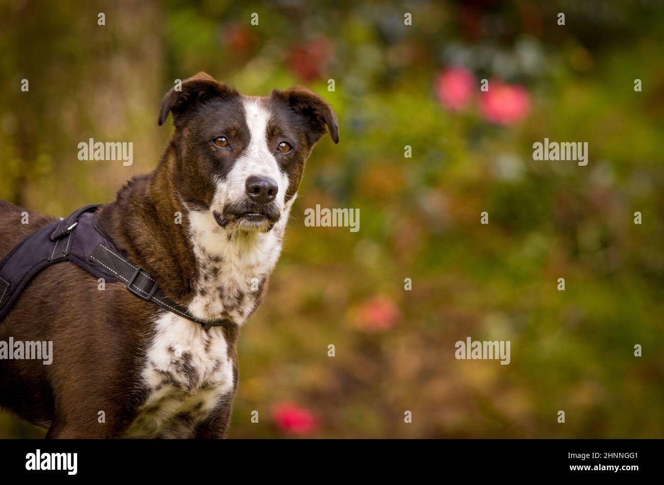 Un cane che guarda attentamente, all'aperto con sfondo verde colorato. Foto Stock