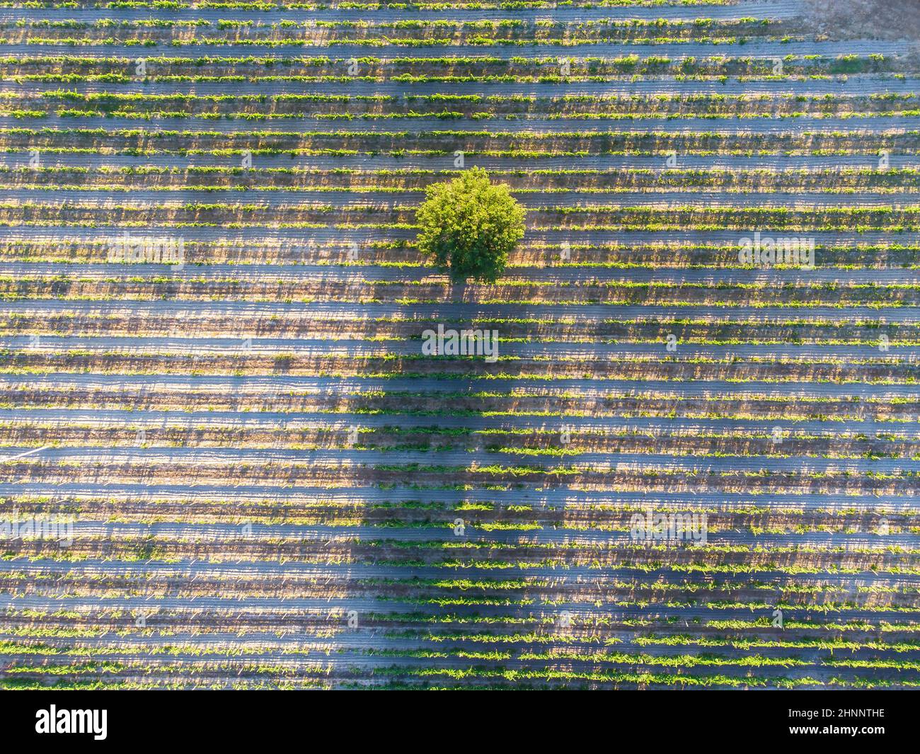 Vigneto toscano Foto Stock