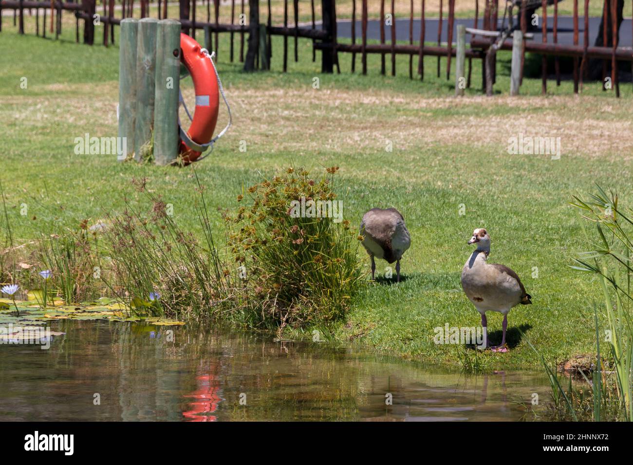 Anatre bianche e marroni Città del Capo, Sudafrica. Parco Green Point. Foto Stock