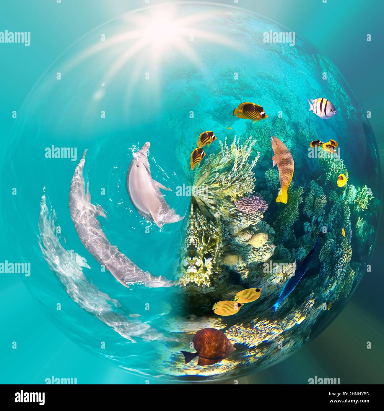 Scena subacquea con i delfini e la colorata barriera corallina piena di pesci rossi. Foto Stock