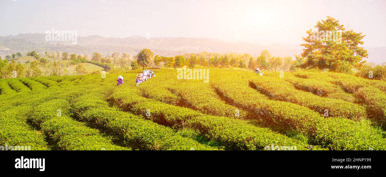 Lavoratore che raccoglie foglie di tè in piantagione di tè 0 Foto Stock