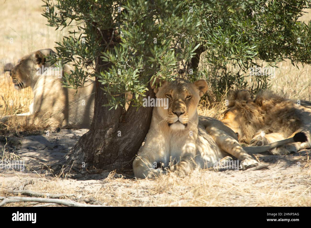 Famiglia di leoni sotto gli alberi, Sudafrica Foto Stock