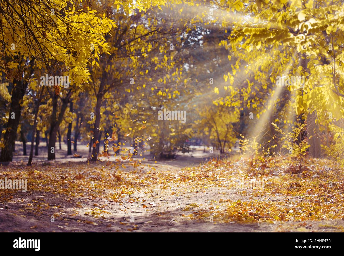 parco autunnale con alberi e cespugli, foglie gialle sul terreno. Il percorso conduce alla distanza Foto Stock