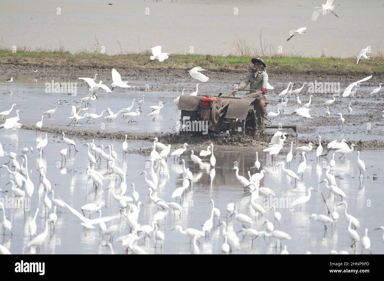 Un coltivatore sta guidando un aratro di nuovo alla parte superiore del suolo nel campo. Lopburi Thailandia. Dicembre, 2 2021. Un gregge di aironi bianchi in cerca di cibo. Foto Stock