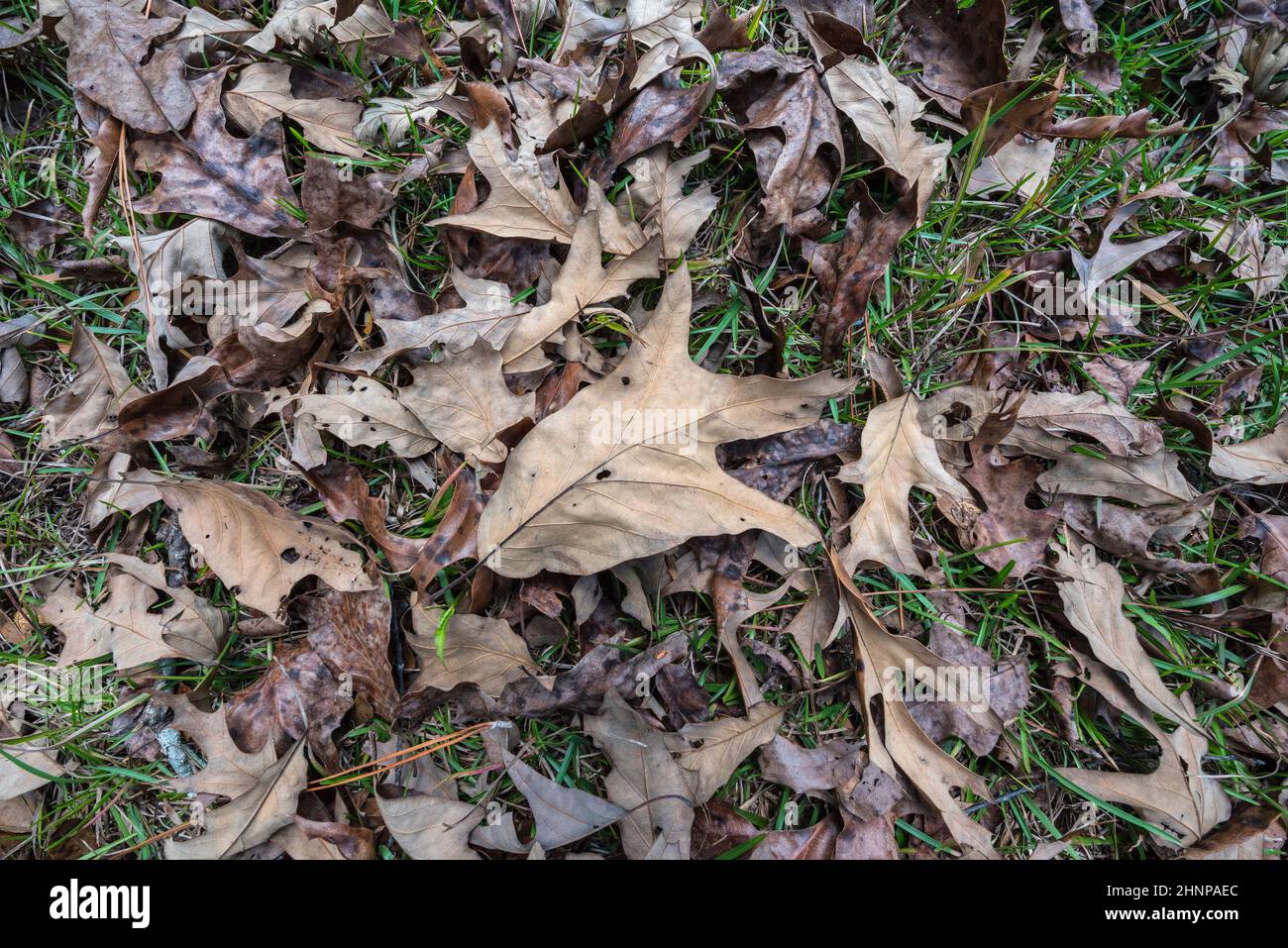 Una varietà di morti caduti foglie tra erba verde nei primi mesi invernali, Florida centro-settentrionale. Foto Stock