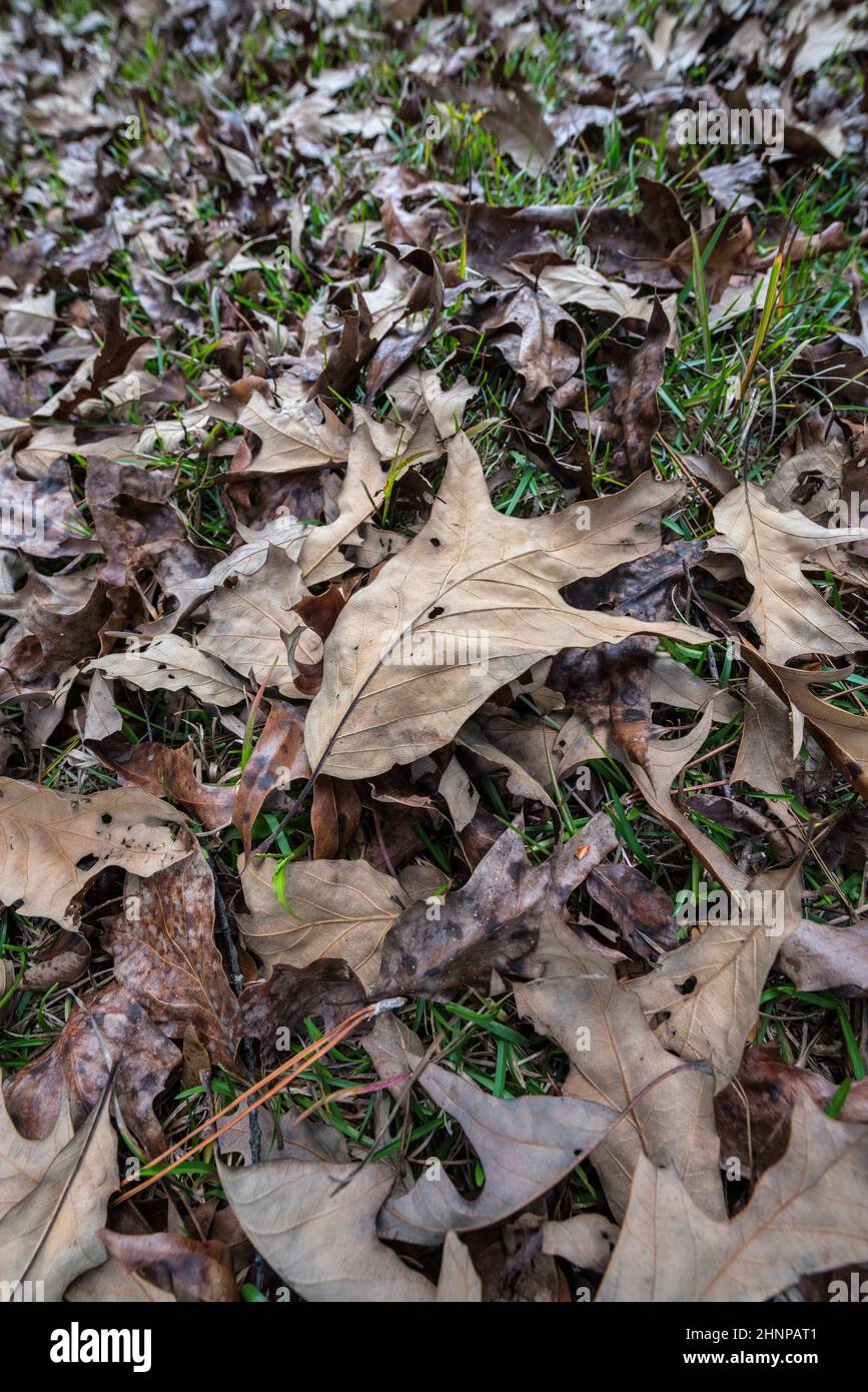 Una varietà di morti caduti foglie tra erba verde nei primi mesi invernali, Florida centro-settentrionale. Foto Stock