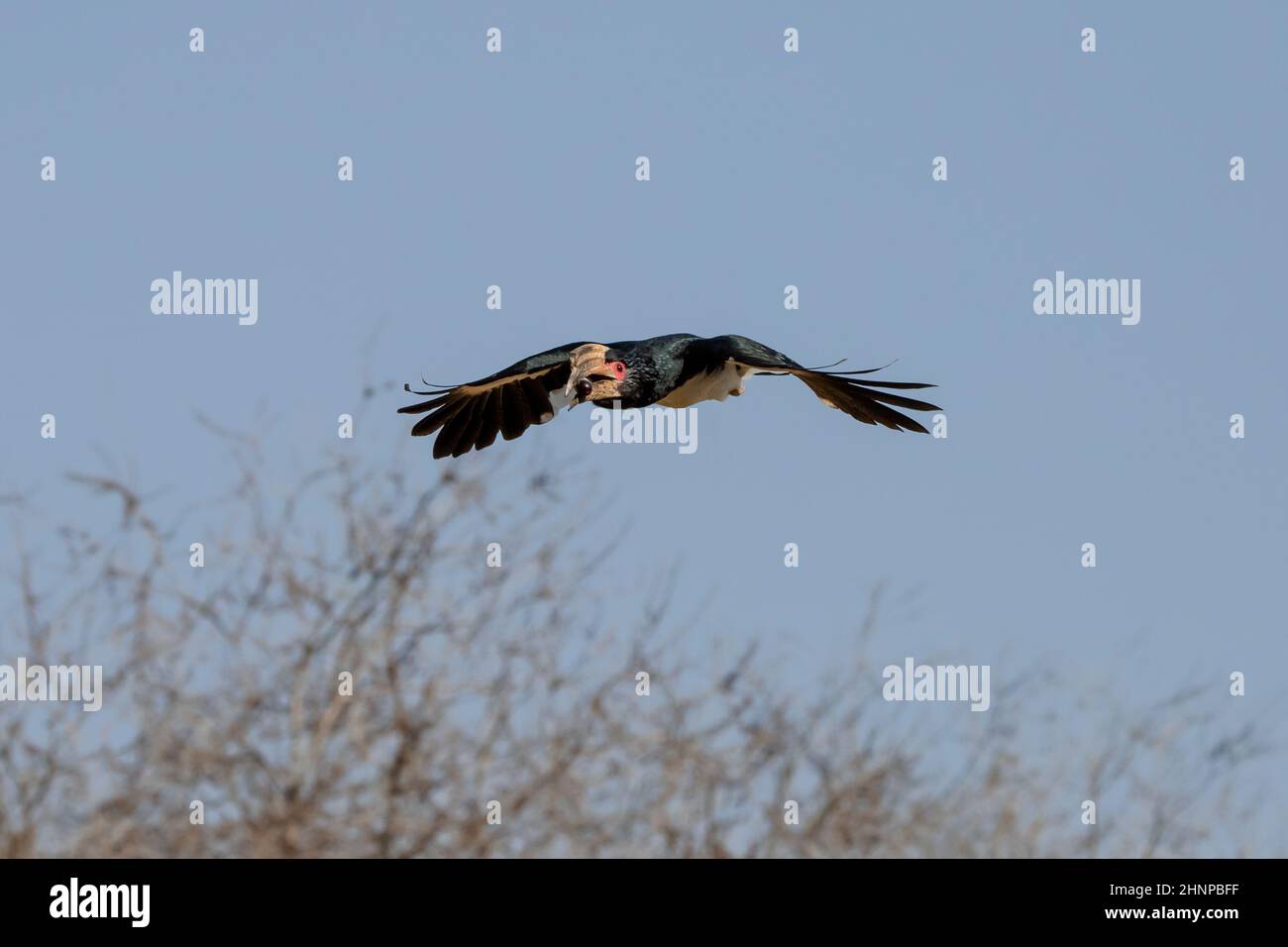 Black Trumpeter Hornbill in volo in giornata di sole (Bycanistes bucinator) Foto Stock