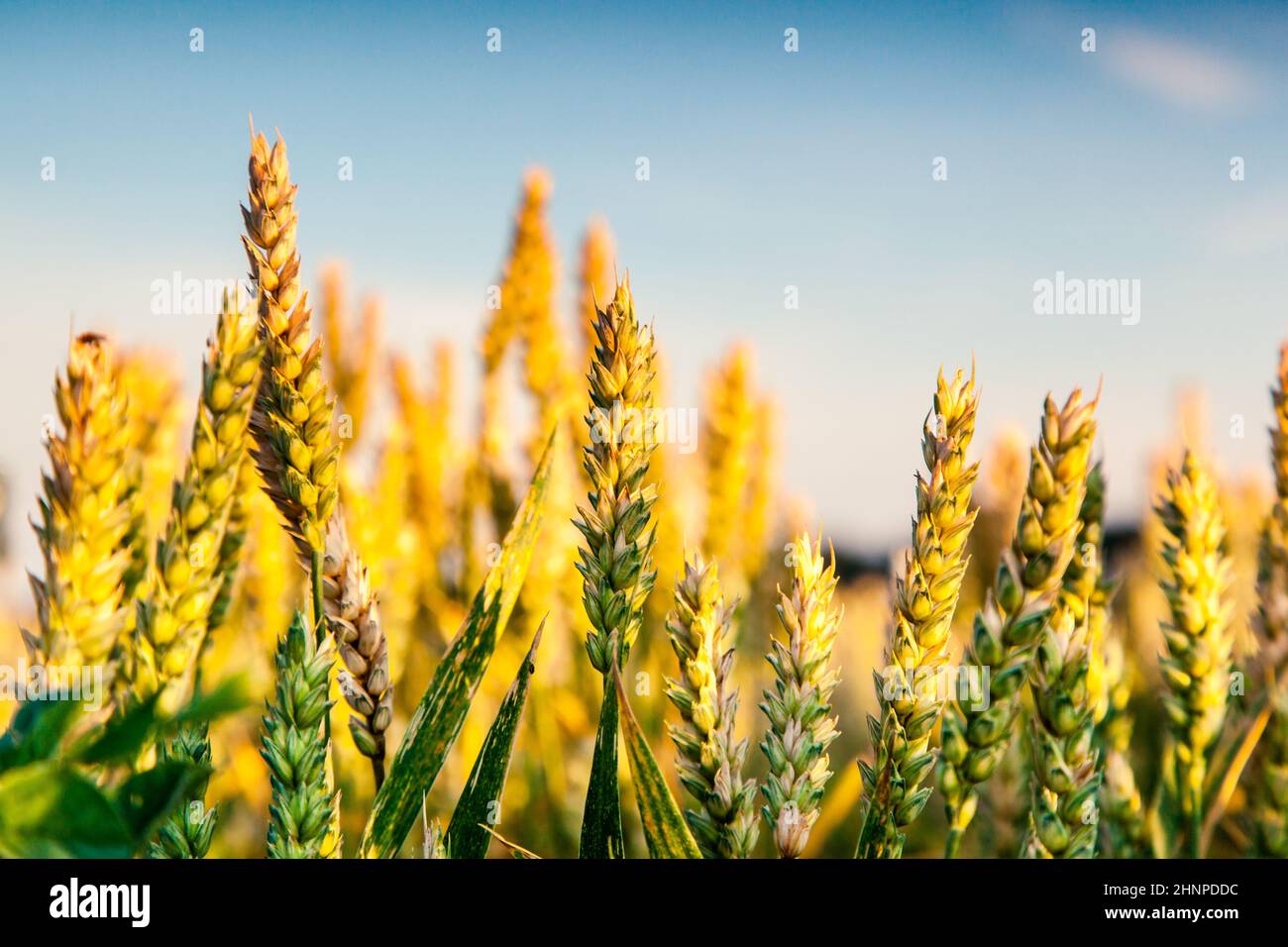 Oro campo di grano e il blu del cielo. L'Ucraina, l'Europa. Bellezza Mondo. Foto Stock