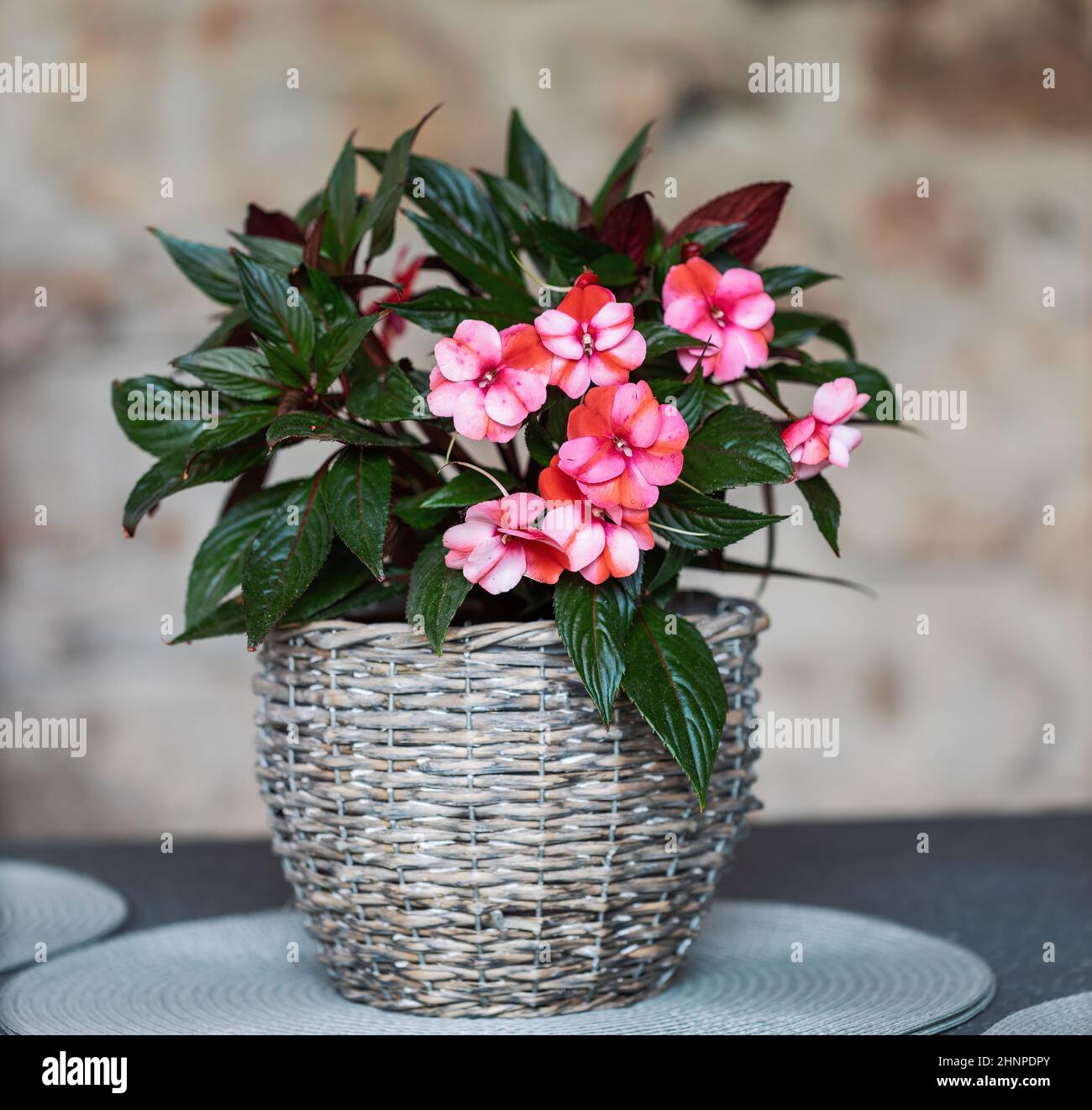 Bella rosa Nuova Guinea Impatiens fiori (Impatiens hawkeri) in vaso. Foto Stock